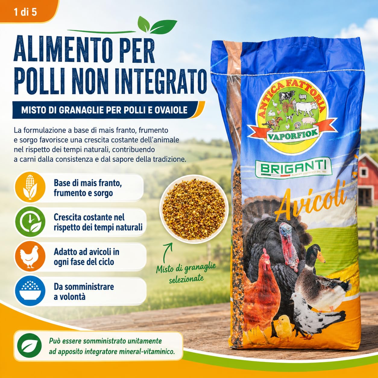 Becchime per Polli e Galline, Mais Franto, Frumento e Sorgo, 25 kg Chicco Gold ideale come alimentazione da mantenimento