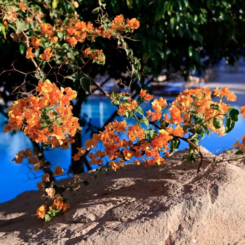 Miniatura 3 de 2 buganvillas naranjas vivas, plantas de buganvillas vivas, plantas de buganvillas plantas vivas de 4 a 5 pulgadas de altura sin maceta, plantas de