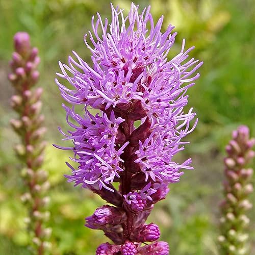 Miniatura 6 de QAUZUY GARDEN 500 semillas Blazing Star Seeds Purple Dense Blazing Star Gay Feather Liatris Spicata - Hermosas flores resistentes - Atrae