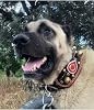 Collar para Perro con Campana de Cuero de Búfalo Genuino Raza Kangal Negro con Franja Roja Resistente Ajustable para Perros Grandes - Negro 3