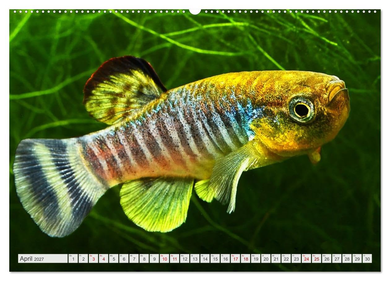 CALVENDO - Outdoor-Aquaristik (Wandkalender 2027 DIN A2 quer), Monatskalender: Freiland-Fische für Terrasse, Balkon und Garten