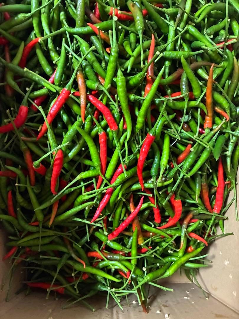 激辛 辣妹子 青唐辛子 8kg長野県産 露地栽培 自然成熟