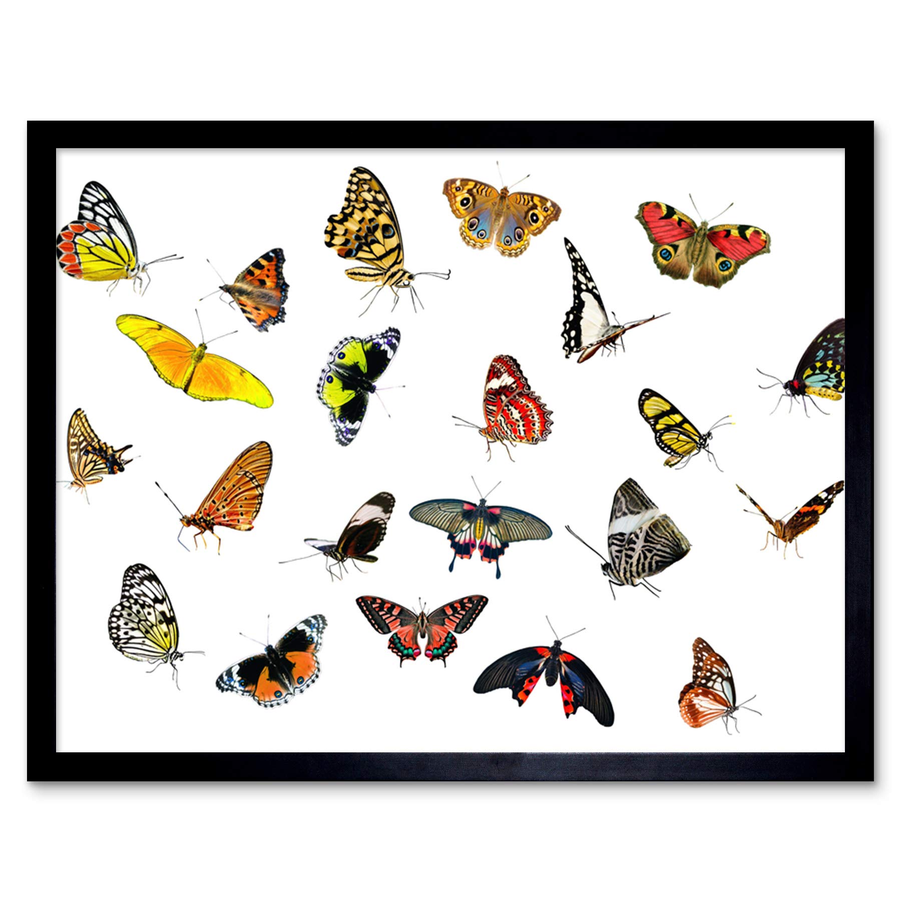 Artery8 Moths Butterflies Insects Collage Photo Art Print Framed Poster Wall Decor 12x16 inch