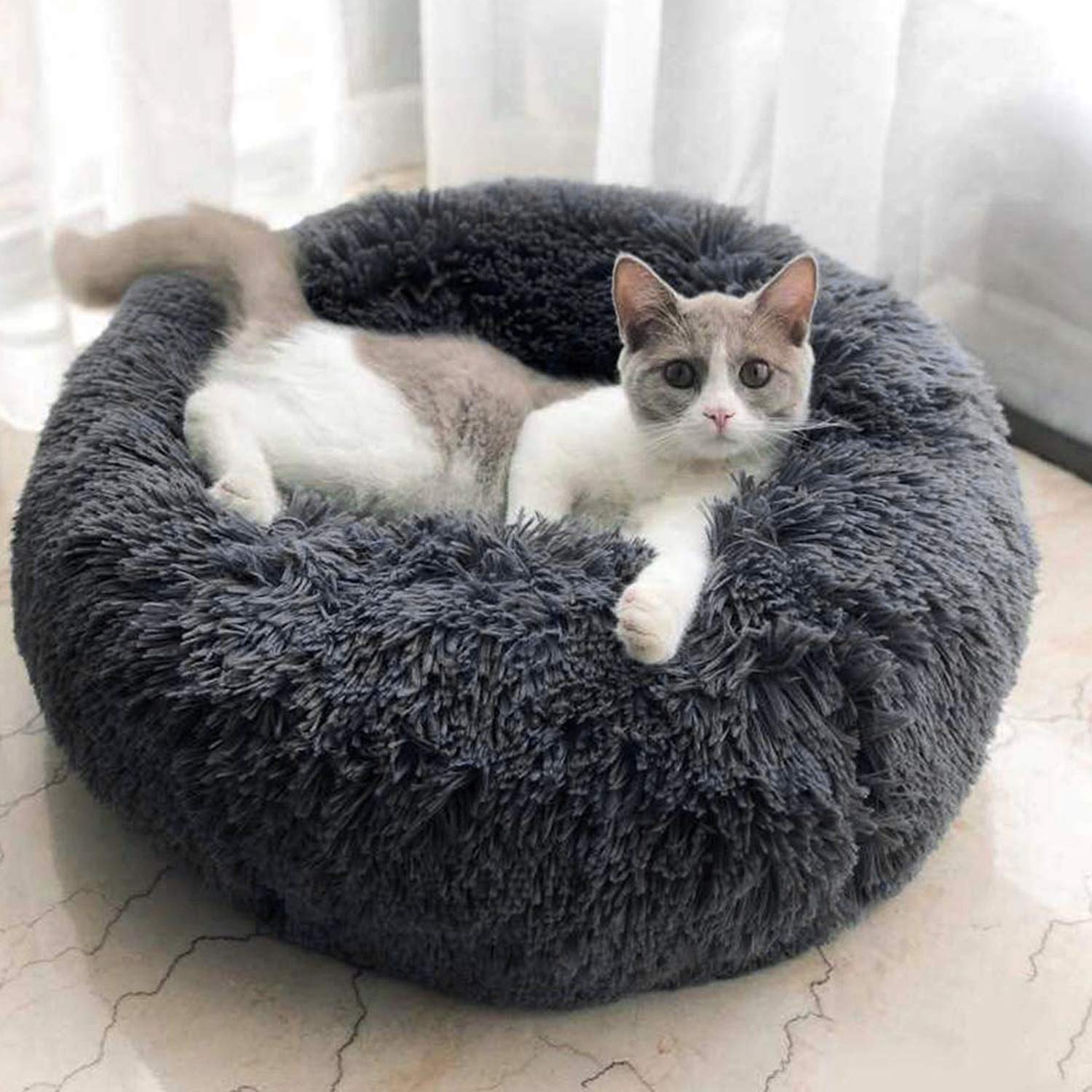 PETCUTE