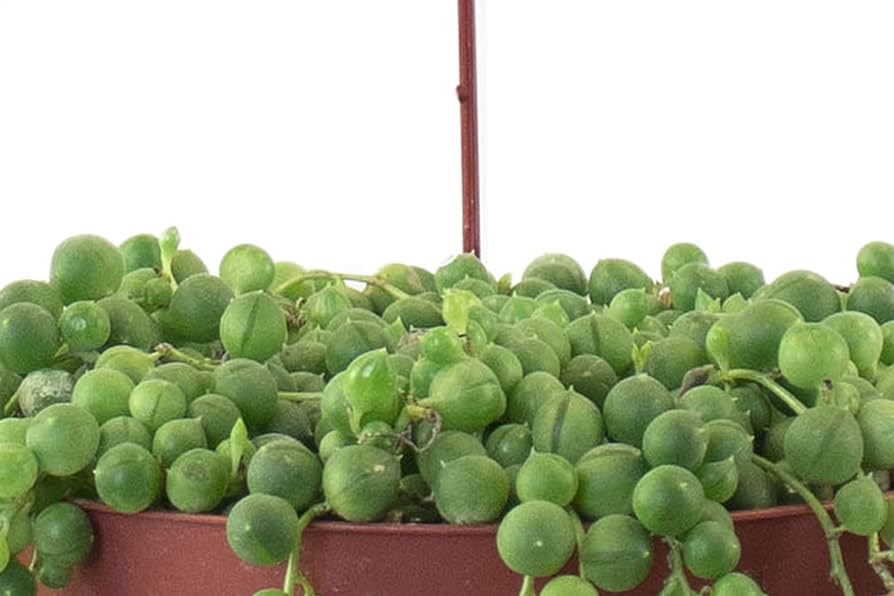 conophytum succulent Conophytum bilobum cluster  Secret Succulent Villa