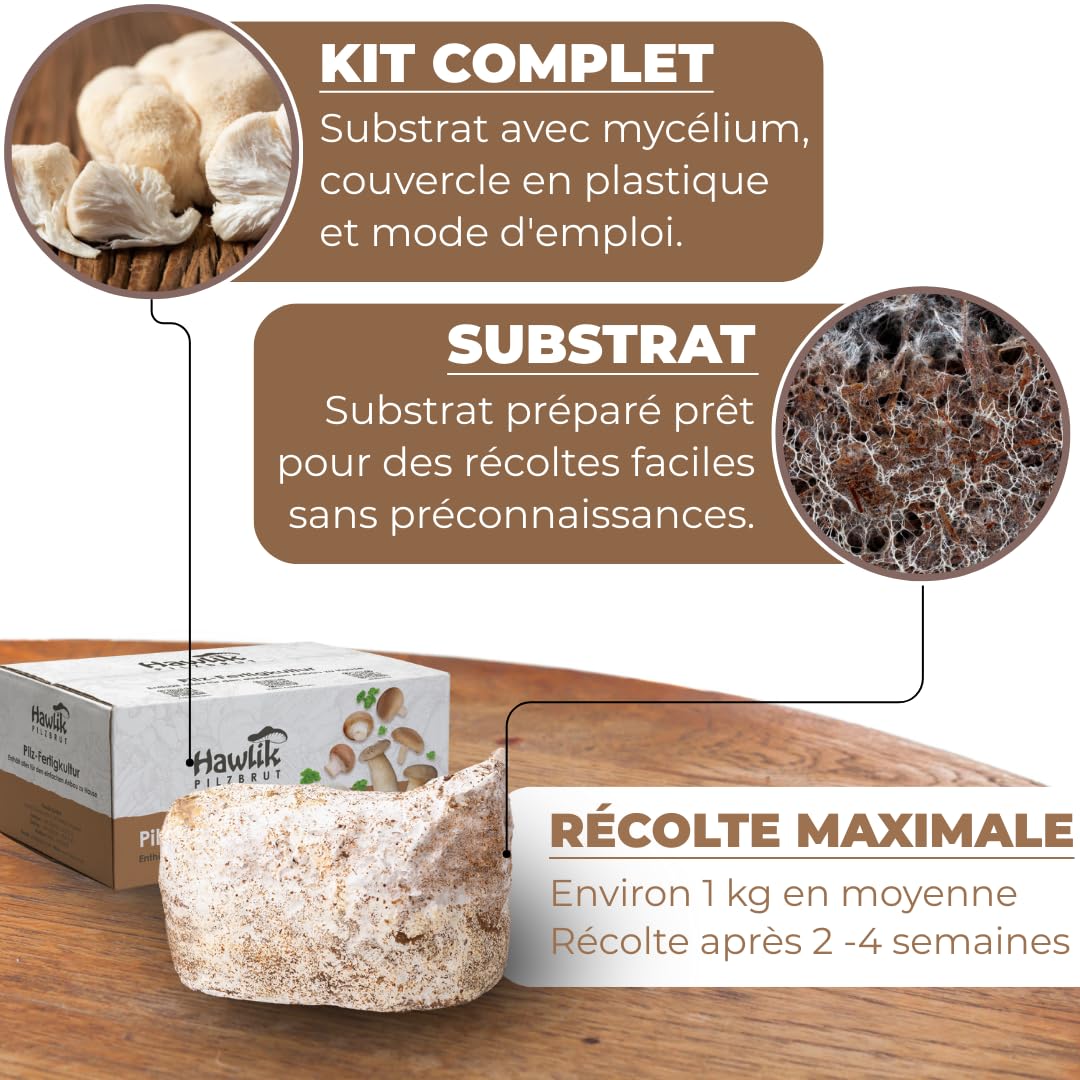 Hawlik Kit de culture de champignons Lions Mane Hericium erinaceus