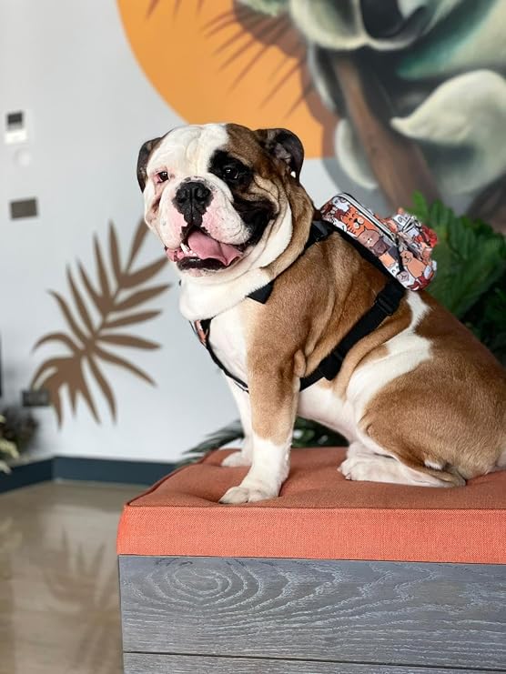 Design, Paws, Köpek Sırt Çantası – Çantalı Göğüs Tasması, Su Geçirmez, Ayarlanabilir Kayışlar, Fermuarlı, Tasma Uyumlu, Şık ve Fonksiyonel