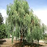 KVITER Tree Shoestring Acacia Willow Tree 30 Seeds - Harvested Seeds for Home and Garden