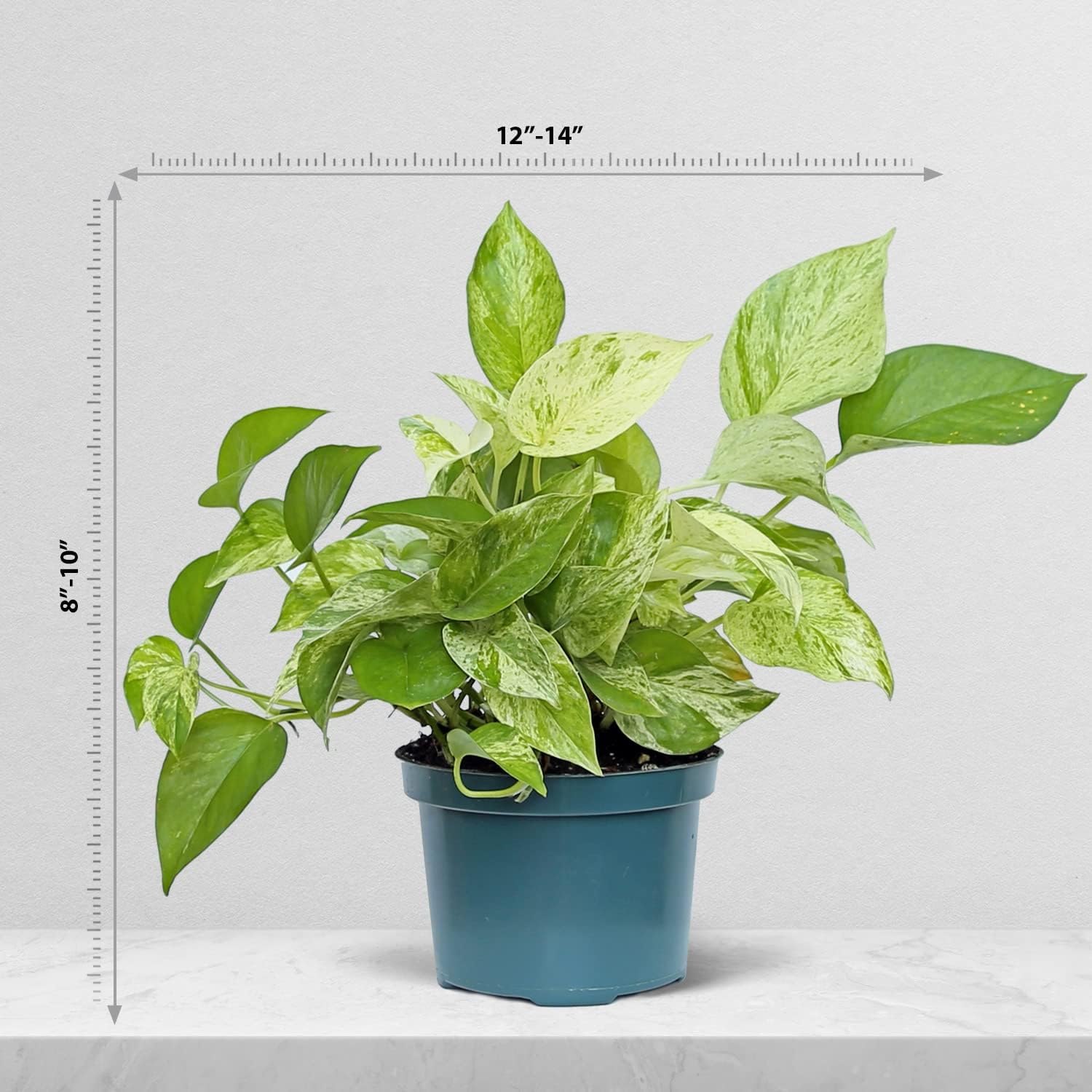 Live Marble Queen Pothos, Variegated Pothos, Plant Lover Gift, Birthday Gift, Evergreen Houseplant, Housewarming Gift, Plant Dad Gift, Trailing Plant in 6" Pot