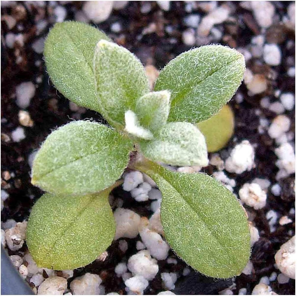 Everwilde Farms - 1/4 Lb Snow-in-Summer Wildflower Seeds - Gold Vault