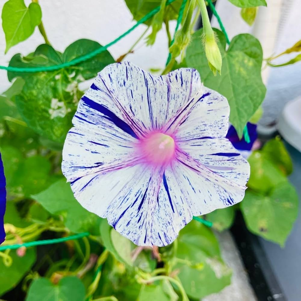 Amazon.co.jp: 朝顔の種 江戸風情 50粒+α あさがお : ホビー