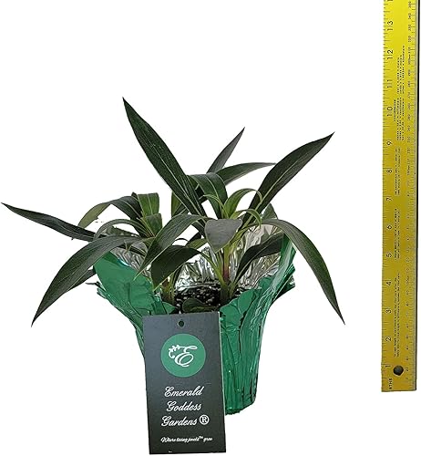 Miniatura 3 de Emerald Goddess Gardens - Seemannia sylvatica bolivian Sunset - Planta semitropical viva - Sombra - Sombra de flor roja naranja - Emerald Goddess