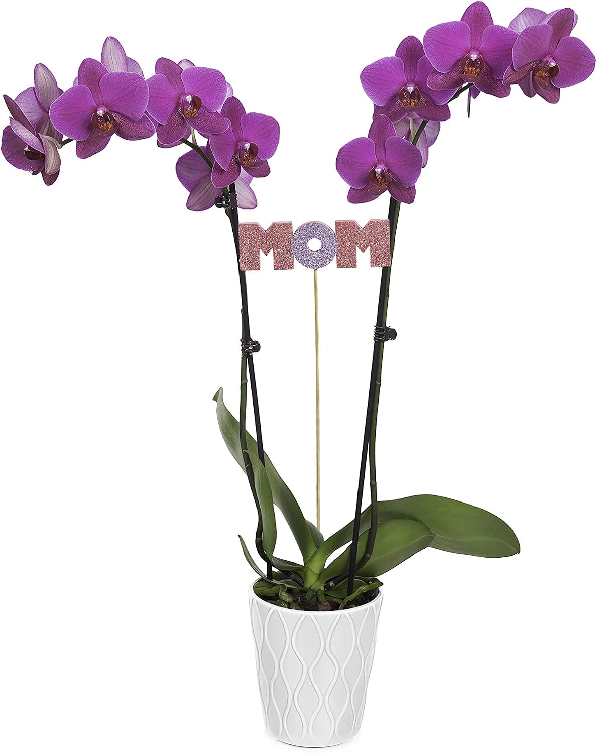 Just Add Ice JAI600 Mother's Day Planter Makes Perfect Gift, Beautiful Live Plants, Easy Care, 5", Orchid (Purple)