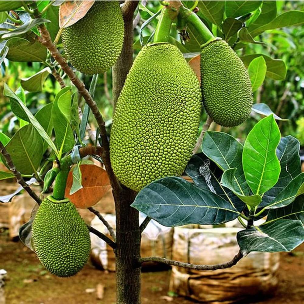 IXORA Jackfruit Thai All Season Varikka Katahal Panasa Chakka variety Grafted Fruit Live Plants & Tree (1.5-3 Feet Size) (B0BMXTGXXQ) Amazon Price History, Amazon Price Tracker