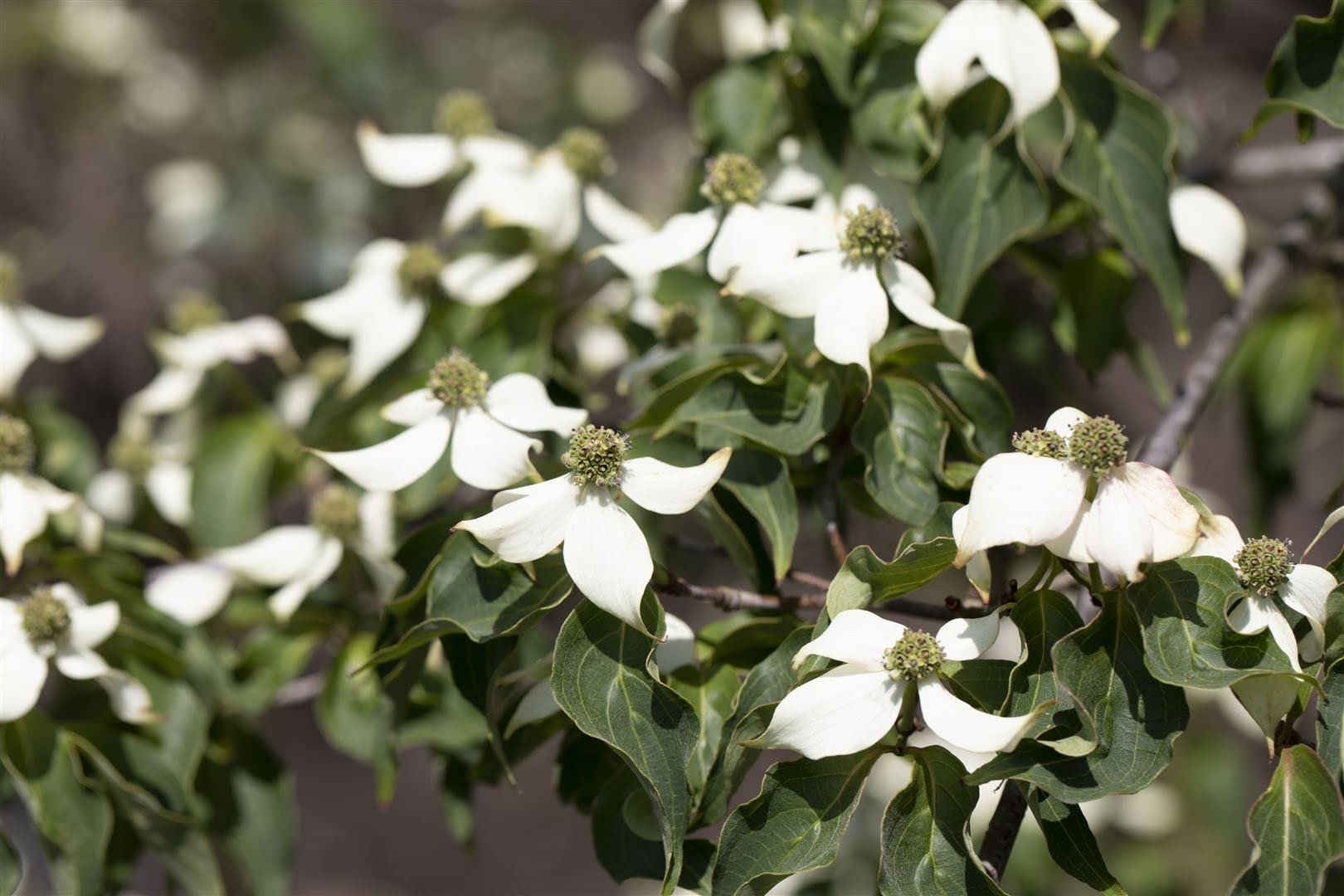 Cornus kousa 'Satomi' 40-60 cm – Winterhart, Mehrjährig, Pflegeleicht – Japanischer Blumen-Hartriegel – Ziergehölz für Garten & Einzelstellung