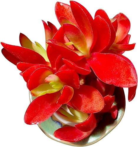 FWPP Crassula capitella 'Campfire' - Planta suculenta viva de 3 pulgadas, hojas rojas brillantes, raíz desnuda sin tierra de maceta, planta de