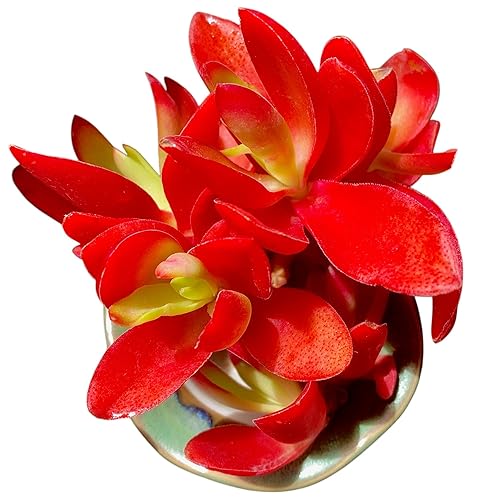 FWPP Crassula capitella 'Campfire' Live Succulent Plant in 3 Inch,