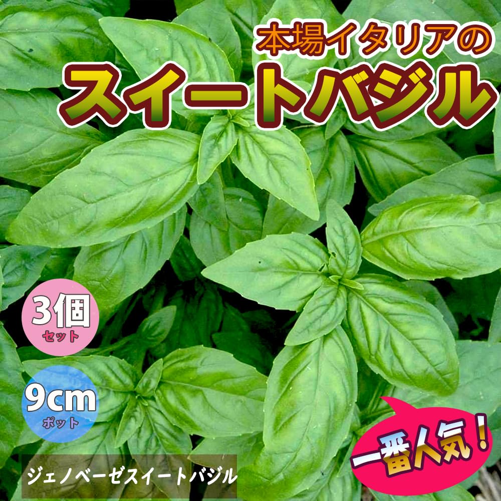 Amazon.co.jp: ITANSE ジェノベーゼスイートバジル 9cm 3個