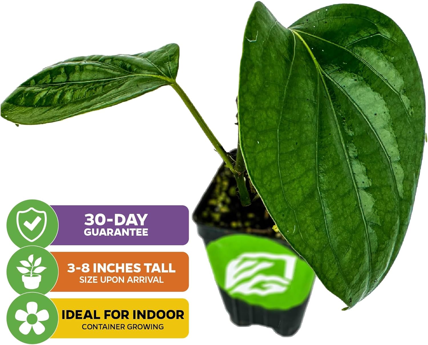 Black Pepper - Piper nigrum - Wellspring Gardens Starter Plant, Live Peppercorn Tree, Herb for Indoor/Outdoor Growing, Dwarf Fruit Plant, Variety for Cooking and Spices (2-Pack)