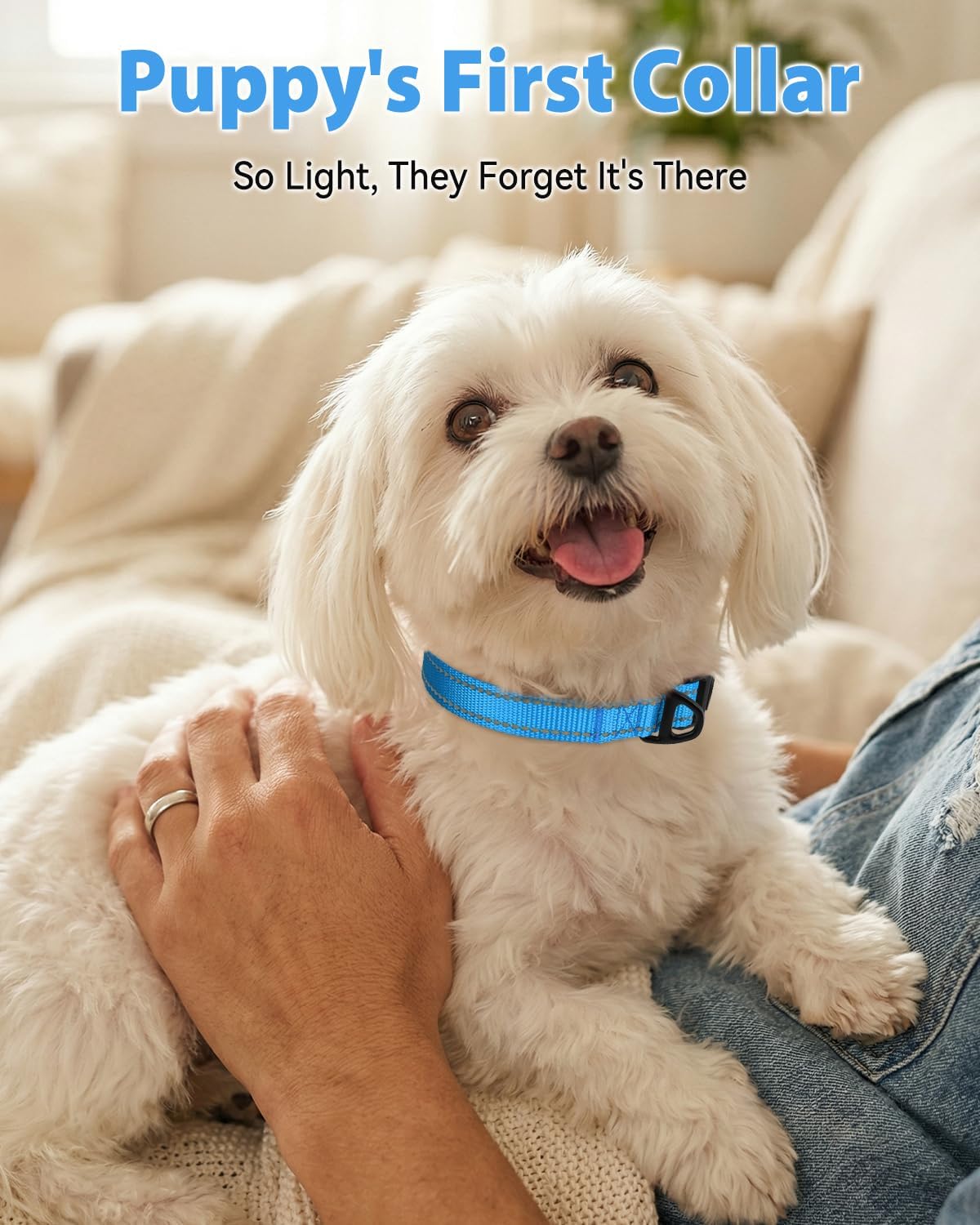 Joytale Feather-Light Dog Collar for Small & Medium Dogs, 3/4", Sky Blue image 2