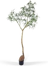 Everleaf 6.5FT Queensland Bottle Tree, Sculptural Faux Tree for Japandi & Wabi-Sabi Interiors, Premium Silk Leaves & Swollen Trunk, Artificial Indoor Plant for Living Room Decor