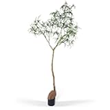 Everleaf 6.5FT Queensland Bottle Tree, Sculptural Faux Tree for Japandi & Wabi-Sabi Interiors, Premium Silk Leaves & Swollen Trunk, Artificial Indoor Plant for Living Room Decor