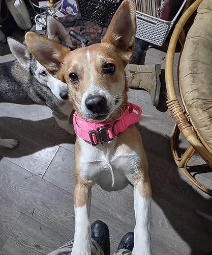 Miniatura 11 de Collar táctico militar personalizado para perro con asa, etiquetas de nombre de mascotas personalizadas para perros medianos y grandes para Negro