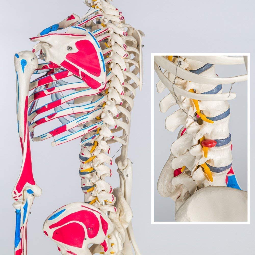 Model anatomiczny ludzkiego szkieletu do nauczania, klinik medycznych, zastosowań edukacyjnych, szczegółowy wyświetlacz naturalnej wielkości, idealny do badań anatomicznych i demonstracji w klasie