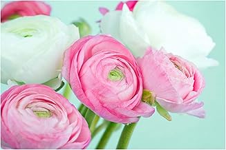 20x Ranunculus Asiaticus Pink and White Summer Flowering Bulbs Hardy Corms