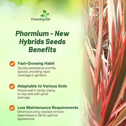 Miniatura 8 de Outsidepride Phormium Purpureum - Plantas de follaje de lino de Nueva Zelanda - 200 semillas