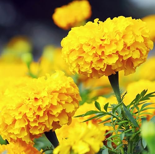 Miniatura 2 de Caléndula CRACKERJACK 500 Semillas (Tagetes erecta) Sin OMG - reliquia