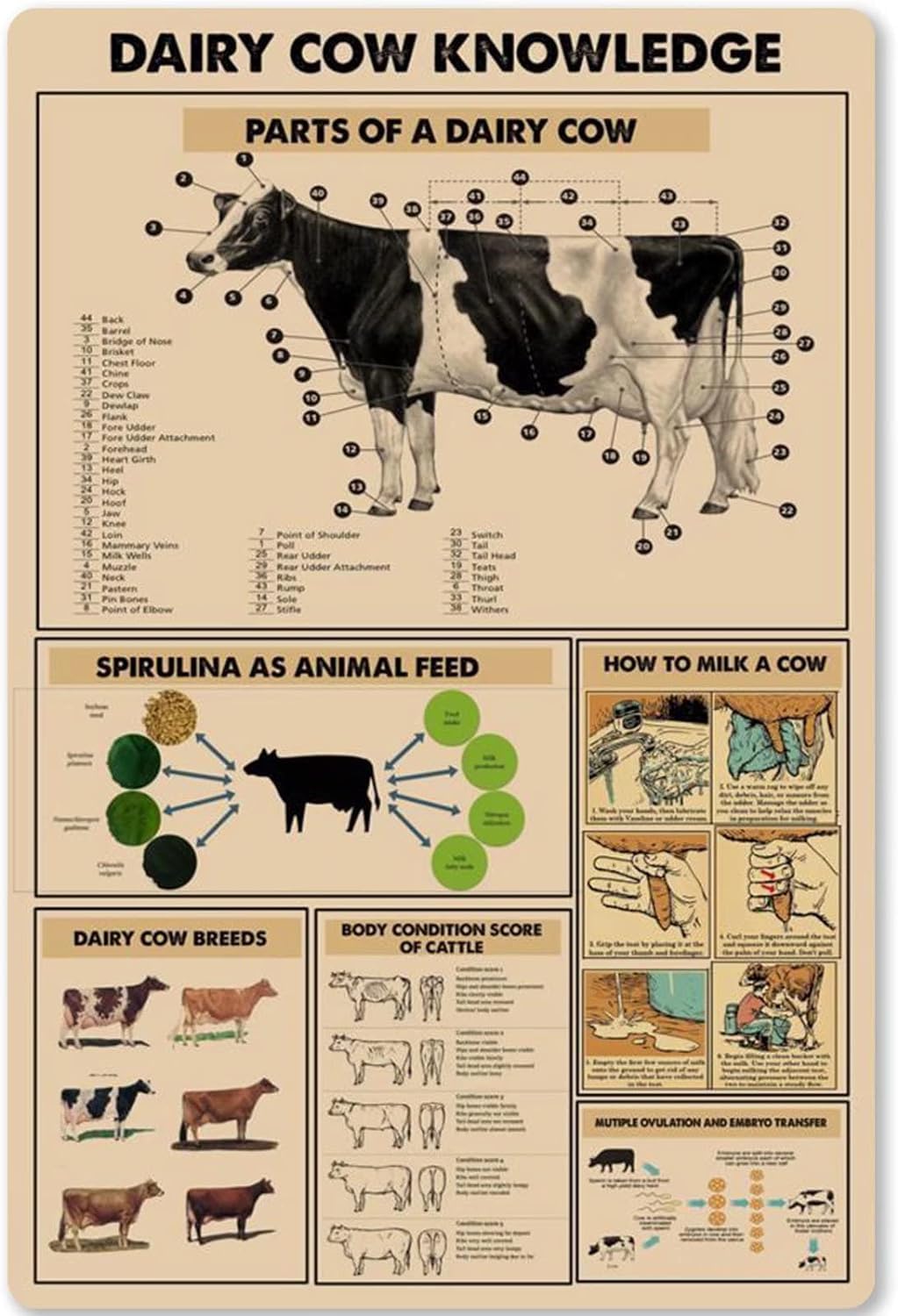 rayprint Metal Sign Dairy Cow Knowledge Tin Poster Unplaning Infographics Plaque for Dairy Cows for Farm Club Home Kitchen Bedroom Wall Decorationes 8x12inch