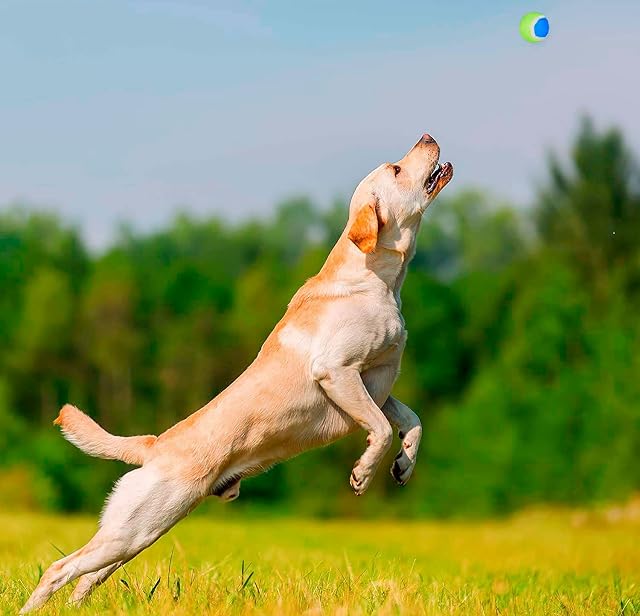 Foto 3 de 4 de Hogar y Mas Lanzador de Pelota para Perros, Tres Colores Diferentes 36cm