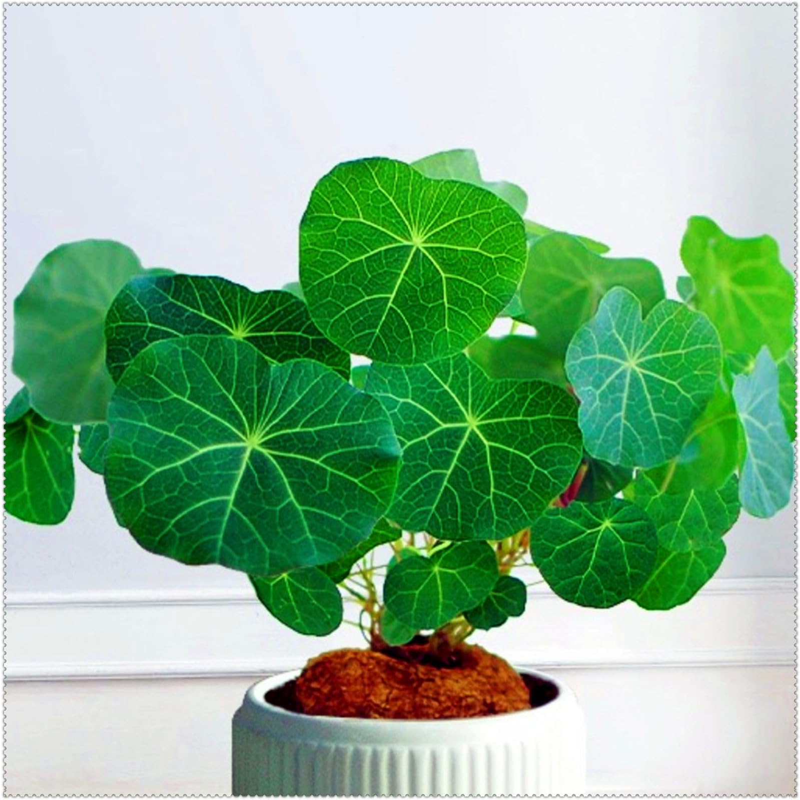 BEEBY Stephania-Planting-Horticulture and Planting-Professional Planting-Fall or Spring Tubers…-1bulb-A