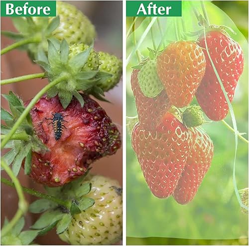 Miniatura 7 de Kikhope 100 bolsas de protección de frutas, bolsa de malla para cubierta de frutas de jardín de 8 x 6 pulgadas, bolsas de red de frutas con cordón