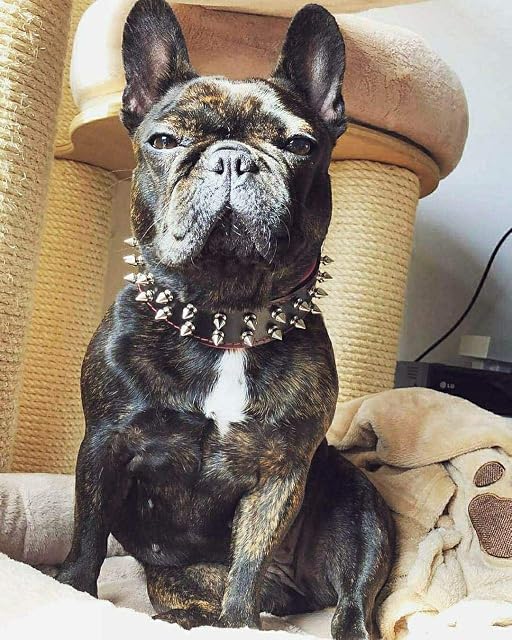 Foto 6 de 7 de Bestia Frenchie Collar para Perro con Pinchos de Rosca, Cuero, Acolchado