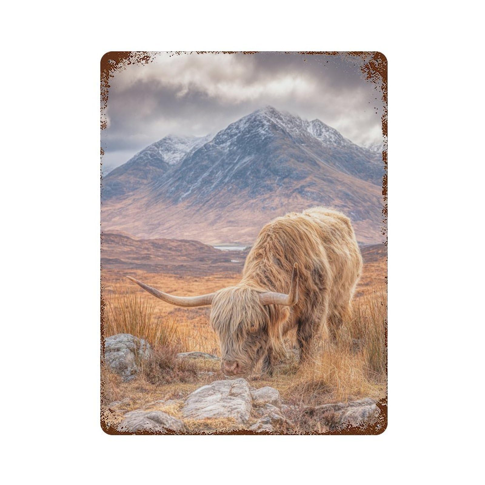 Rust Effect Scottish Highland Cow Grazing Decorative Tin Sign 15.7"x11.8", Classic Wall Plaque for Pub, Kitchen And Man Cave Decor