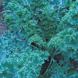 Kale Seeds - Vegetable Seeds, Blue Curled (Heirloom, Non-GMO) 40+ Seeds
