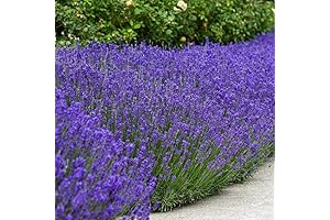Outsidepride 5000 Seeds True English Lavender Herb Garden Seed for Planting