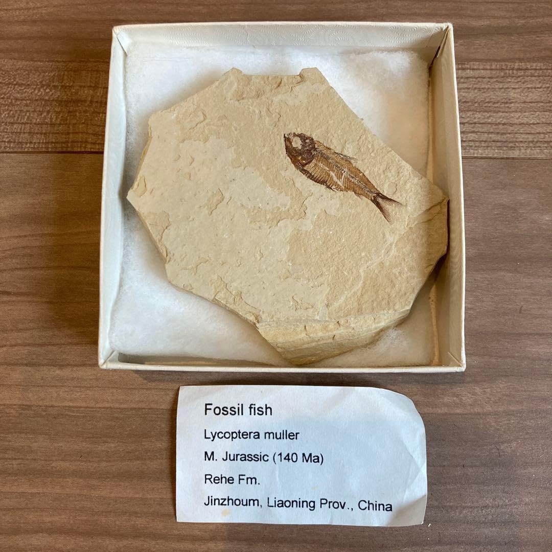 アンティーク Fossil fish 魚の化石 標本