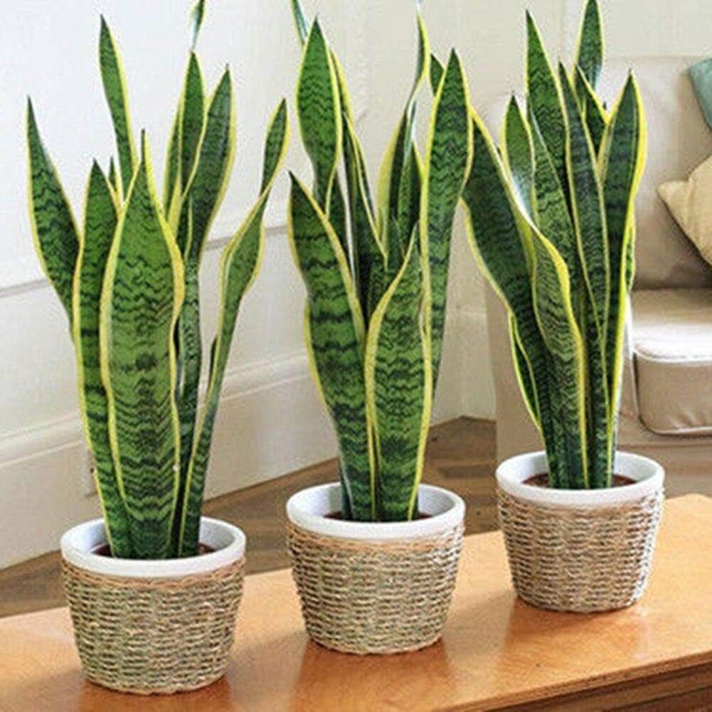 ZIXIUK Seeds - Bonsai Sansevieria Succulents Tail Snake Seeds Plant Fresh Air Home Garden (50)