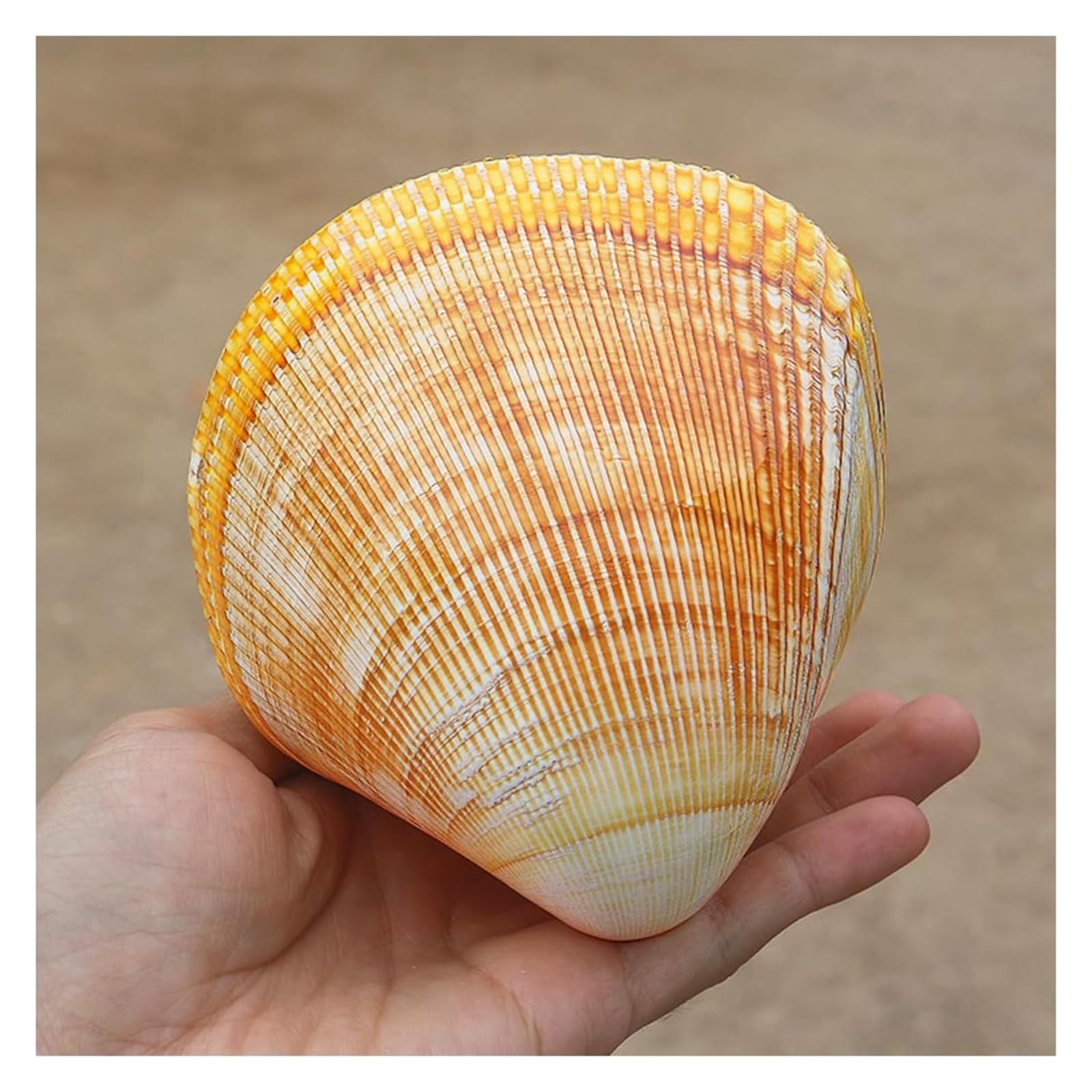 YKMYXZ shells， Ocean Conch 11-12Cm Jumbo Seashells Perfect for Wedding Decor, Home Decorations, Fish Tank