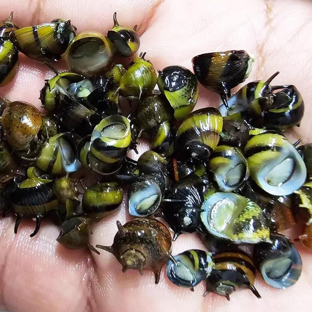 CWP 20x ASSORTED HORN NERITE SNAIL CLITHON ALGAE EATER AQUARIUM FISH PLANT TROPICAL