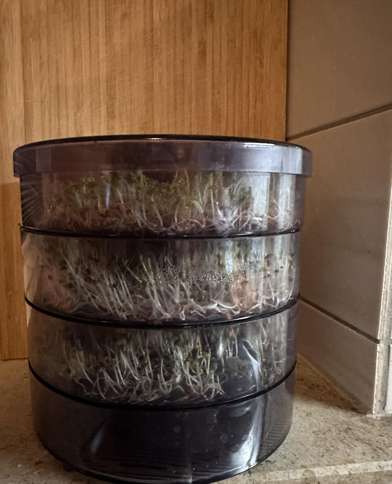 Sprouting Device SaatPur® Germination Box Set of 3 with Three Levels as Sprouts ...
