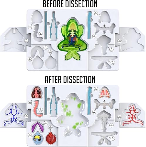 Miniatura 9 de Dissect-It - Juguete sintético simulado de disección de laboratorio, proyectos STEM para niños a partir de 6 años, ciencia animal, biología,