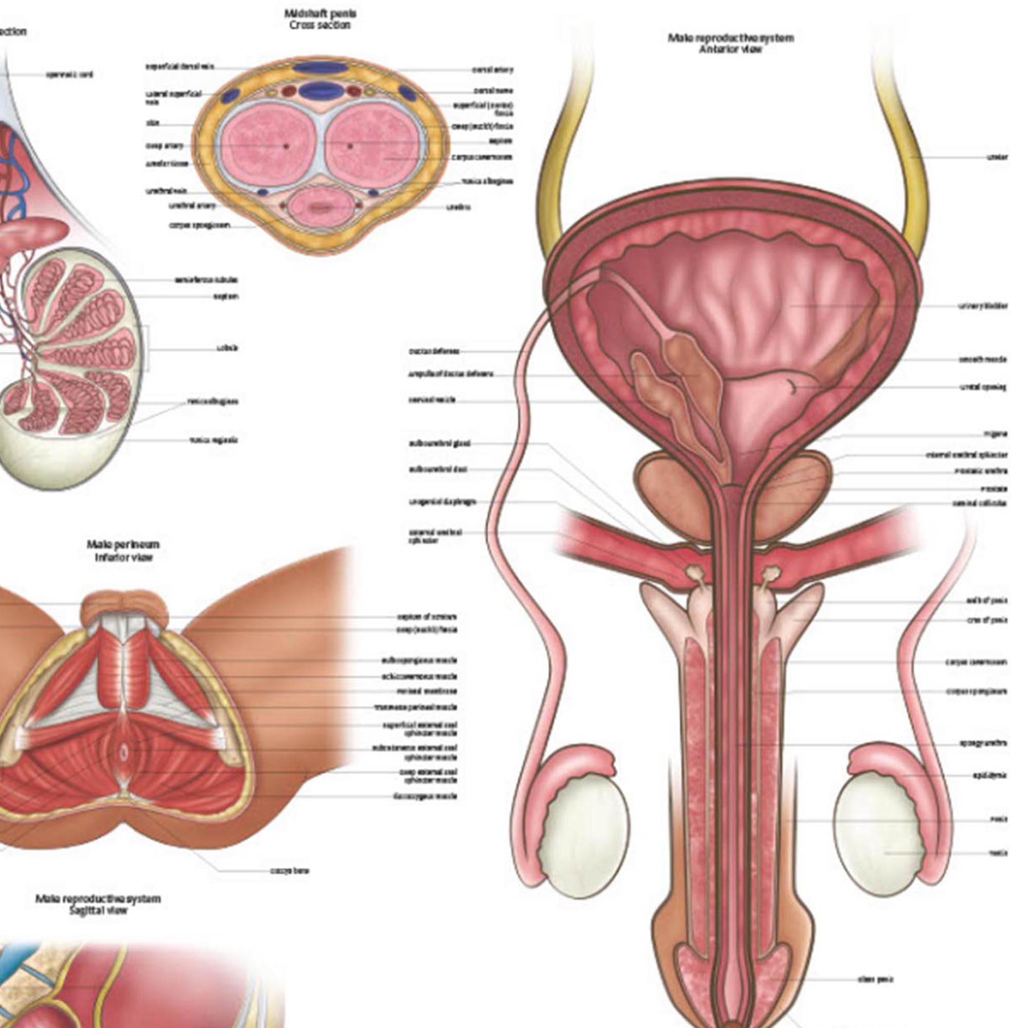 Anatomy Lab Human Male Reproductive System Anatomy Poster, LAMINATED, Anatomy and Physiology, 17.3 x 22.5 Inches, Body System Diagram, Anatomical Chart for Education Learning and Students, Detailed Male Reproductive System Poster Educational Aid,