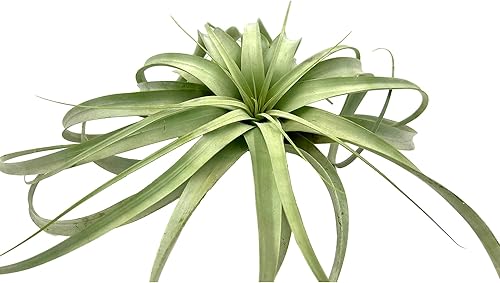 Miniatura 1 de Plantas de aire  Tillandsia Xerographica, gigante de 9-14 pulgadas  1 unidad  Llegada viva garantizada  Plantas de interior para decoración del