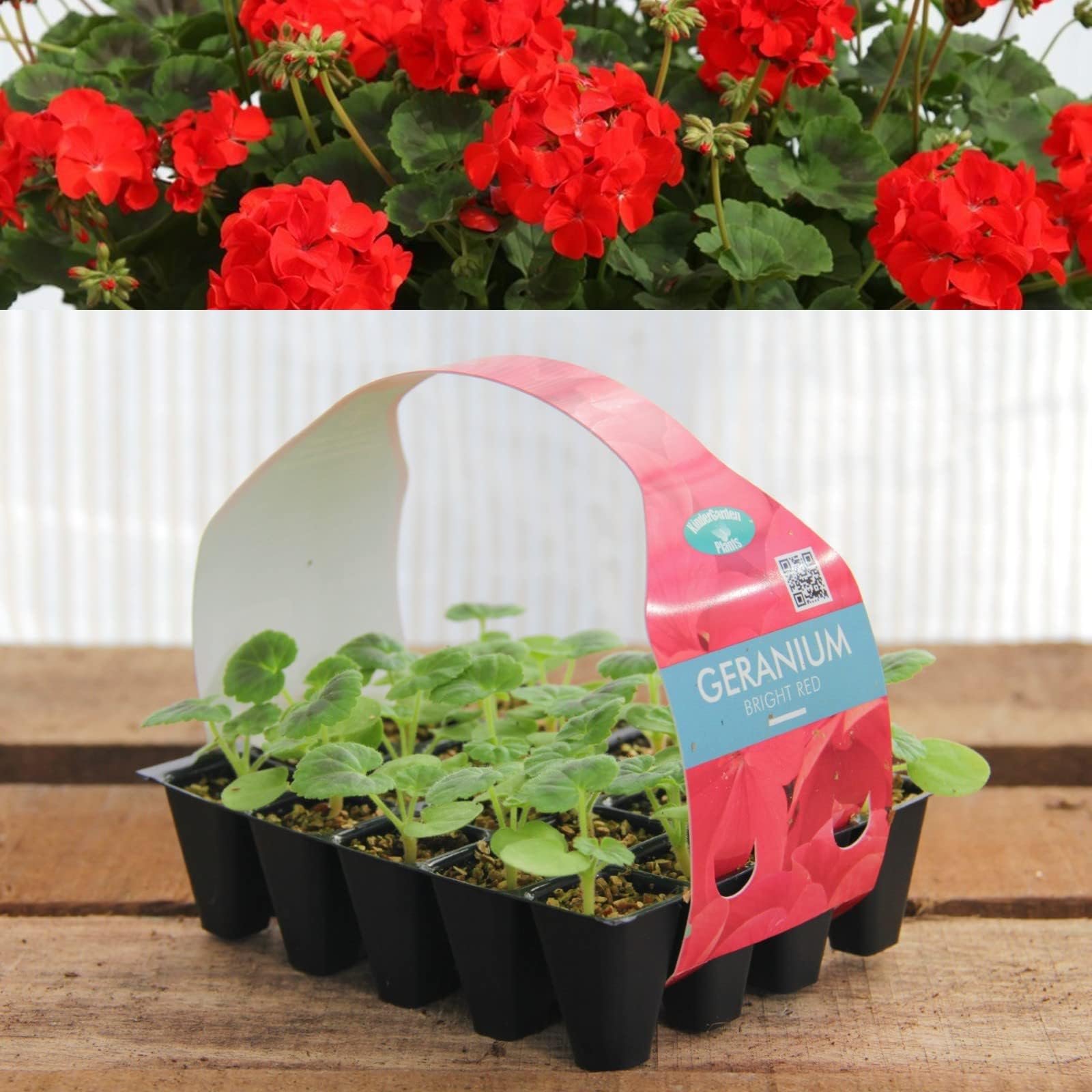 Plug Plants Geranium Bright Red 20 Plants Per Tray Ready to Grow