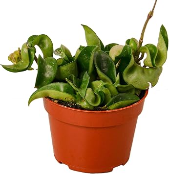 Thirsty Leaves Hoya Rope Plant