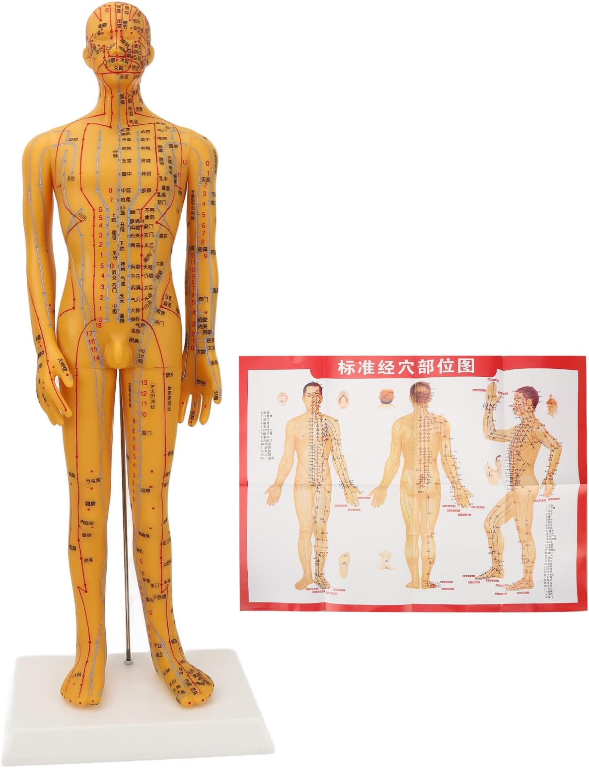 Acupuncture Model with Chart Kit (Man Style), Acupoint Mannequin Pressure Point Acupuncture Model - 53cm Standing Height